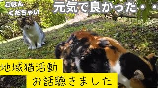 幸せそうな三毛猫ちゃん！地域ねこ活動の方にお話し聴きました。