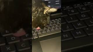 cat licking keyboard