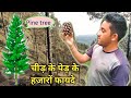 Pine tree !! Pine tree Benefits in Hindi !! चीड़ के पेड़ों के हजारों फायदे जानिए,Pine tree Knowledge