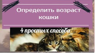 Определить возраст кошки. 4 простых способа.