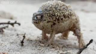 Angry Squeaking Frog for 10 Hours