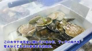 【豊浦】世界ホタテ釣り選手権　ホタテを釣るテクニック（フックの掛かり方）