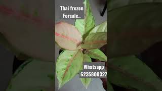 super rare aglonima THAI FROZEN for sale#surumisakkeer #onlineaglonima.