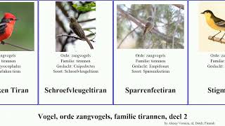 Vogel, orde zangvogels, familie tirannen, deel 2 bird tyrant flycatcher Westelijke Bospiewie Jams