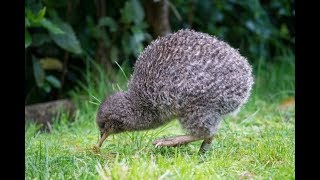 Princess Cruises to bring back the kiwi with a $100,000 NZ conservation program