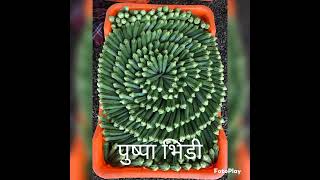 PUSHPA BHINDA OKRA KENA SEEDS 6353379653 RADHASWAMI BEEJ BHANDAR BARDOLI