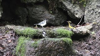 山中湖 大洞の泉のシジュウカラとヒガラとキビタキ（雄）の水浴び　その１（4K動画）