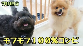 モフモフ１００％コンビ 【ひみつきちなう！②】2018年7月14日