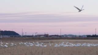 千葉県旭市の白鳥達