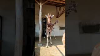 La sortie des girafes