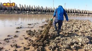 Erdan Easily Picked up More Than 10 Catties of Oysters