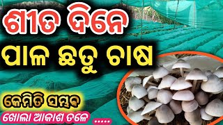 ଶୀତ ଦିନରେ କେମିତି କରିବେ ପାଳ ଛତୁ ଚାଷ || ଛତୁ ଚାଷ || How to start mushroom farming in winter season 🍄