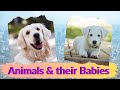 Animals and their babies. Names of young animals for kids to learn with subtitles. English for Kids.