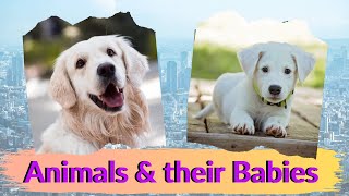 Animals and their babies. Names of young animals for kids to learn with subtitles. English for Kids.