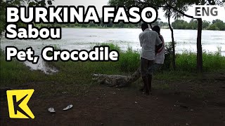 【K】Burkina Faso Travel-Sabou[부르키나파소 여행-사부]마을의 애완동물, 악어/Pet/Crocodile/Village/Lakeside