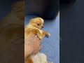 なでるのをやめさせてくれない犬