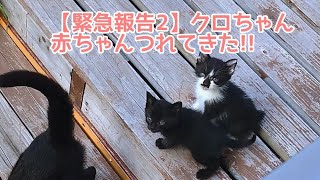 【緊急報告2】【クロちゃん子供連れてきた!!】野良猫クロちゃん