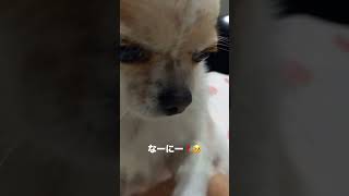 盗み食いしたな❓#shorts #犬 #犬のいる生活 #犬のいる暮らし #犬との暮らし #いぬ #いぬすたぐらむ #いぬのいる生活 #いぬのきもち #子犬 #愛犬 #dog #チワワ #わんこ