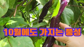 가지도 이제 막바지 수확    #가지 #가지재배