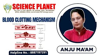 BLOOD CLOTTING MECHANISM II BY ANJU MAM II SCIENCE PLANET II