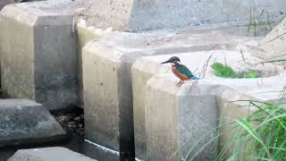 残堀川のカワセミ　2024.10.17　MVI_9000他  Kingfisher