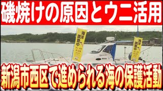 【地域連携で進める海の調査！】磯焼け解消に向けたウニ駆除と農業活用の取り組み 日本財団 海と日本PROJECT in 新潟 2024 #13