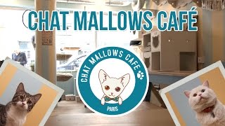 Un bar à chats dans Paris ! - Chat Mallows Café | Pause Découverte