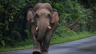 Elephant Attack People : Top 11 Elephant Attack People Caught on Camera in 2024