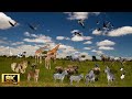 8K African Wildlife: Mana Pools National Park, Zimbabwe - Scenic Wildlife Film With Real Sounds