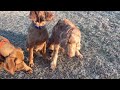 5 different coats of wirehaired vizslas