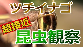 【超接近昆虫観察】＃031 ツチイナゴ【春バッタの顔役】