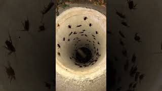 Sewer Roach Infestation!!