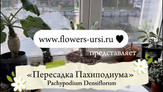 Пересадка Pachypodium DENSIFLORUM (Пахиподиум)