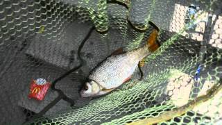 Mit Pose und Brot auf Weißfisch