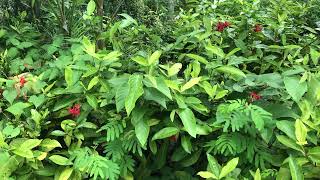 School garden growing / សួនច្បារនៅសាលារៀន កំពុងលូតលាស់