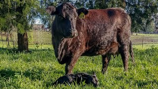 Rotational grazing from the beginning