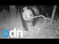 Wild giant panda caught on video camera