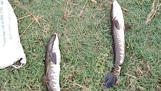 குட்டையில் பிடித்த பெரிய பெரிய விரால் மீன்கள் #viral #fishingvideo #traditional #fishing #trending