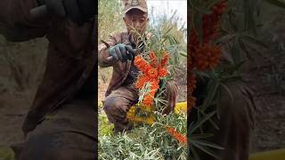 This old man collects wild fruits every morning to make sweets for his wife