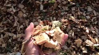 Mulching Blueberry Bushes with Pine Bark and Chips