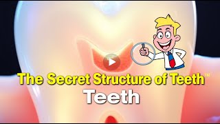 The Structure of Teeth: What Makes Your Smile So Special #teeth #dental #dentalcare #dentist