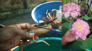 lotus sale video എല്ലാവർക്കും free tubers #trendingvideo #onlineplants