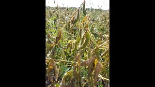 The Impact of Fall Frost at Different Soybean Developmental Stages