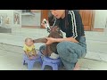 super funny🤣 mom panicked promptly stopped kuku cut monkey su s hair