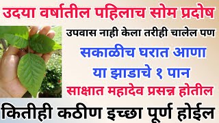 उदया वर्षातील पहिला सोम प्रदोष सकाळीच घरात आणा या झाडाचे १ पान, शत्रू तुमच्यासमोर लोटांगण घालेल.