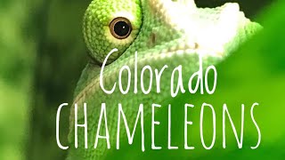 Chameleons in Colorado-Tips and Thoughts for Keeping in a High Desert