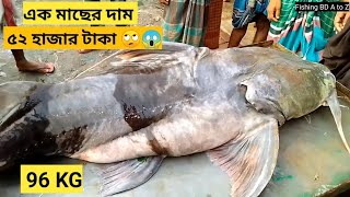 ৯৬ কেজি ওজনের বাঘার মাছটি বিক্রি হলো ৫২ হাজার টাকায়। 52 kg weight with bagar fish