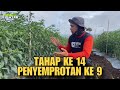 TAHAP 14 PENYEMPROTAN CABE KE 9