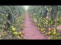 CULTIVO DE TOMATE  cuidados después del trasplante