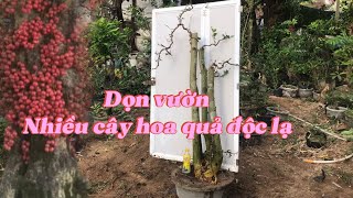 Tiếp tục dọn vườn số lượng lớn , hàng núi rừng độc lạ khó tìm #bonsai #bonsaitree